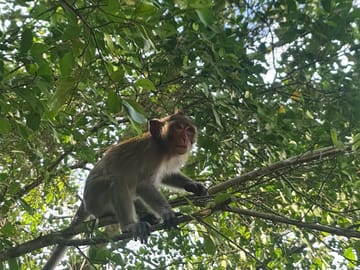 U Minh Thuong National Park Nature and Wildlife Tour