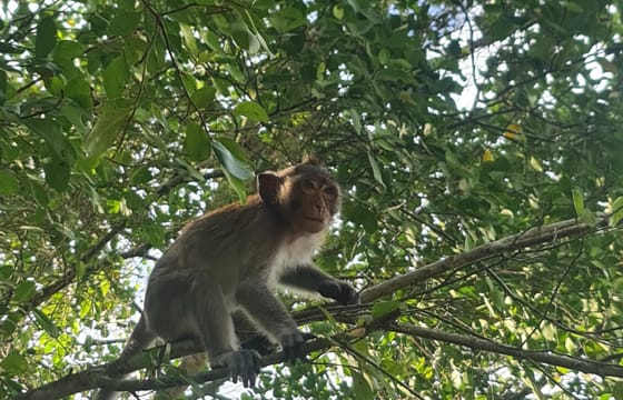 U Minh Thuong National Park Deep Exploration