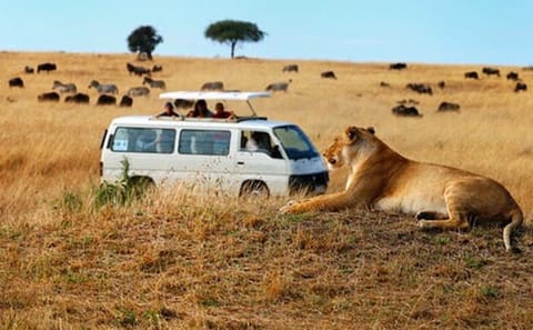3-Day Camping Safari in Maasai Mara National Reserve, Kenya