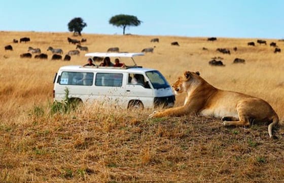 3-Day Maasai Mara Camping Safari