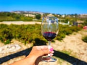 Paphos: Wine Tour – Vineyards, Tastings & Scenic Views 1