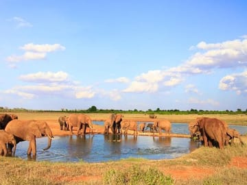 Elephants at Tsavo East National Park