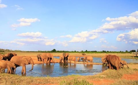 2-Day Wildlife Safari from Mombasa to Tsavo East National Park