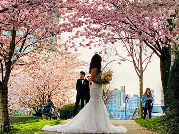 Private Vancouver City Tour During Cherry Blossom Season