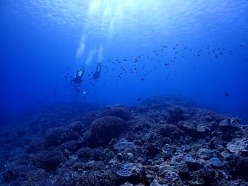 Okinawa Boat Diving Tour at Minna, Sesoko, or Motobu