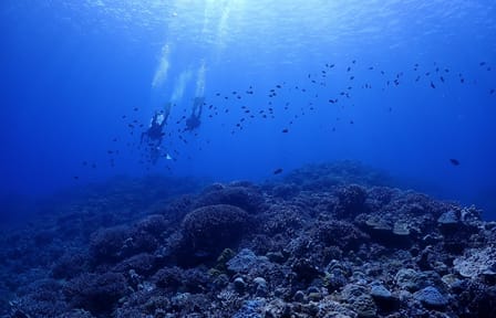 Okinawa Boat Diving Tour at Minna, Sesoko, or Motobu