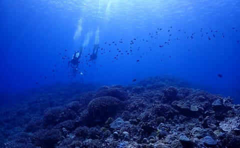 Okinawa Boat Diving Tour at Minna, Sesoko, or Motobu
