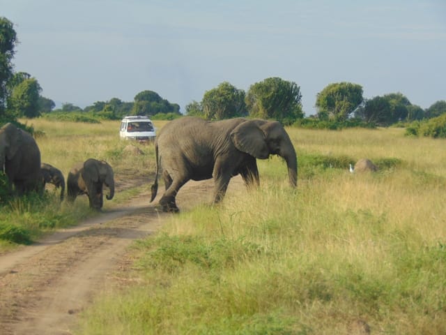 African safaris
