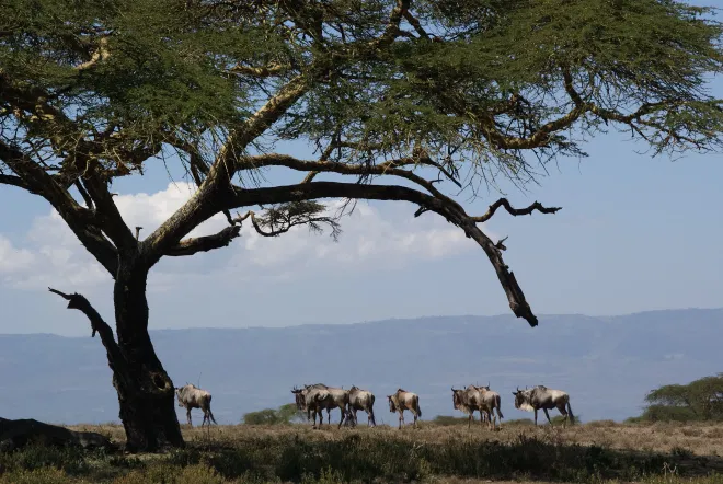 Discovering Naivasha: 5-Day Journey