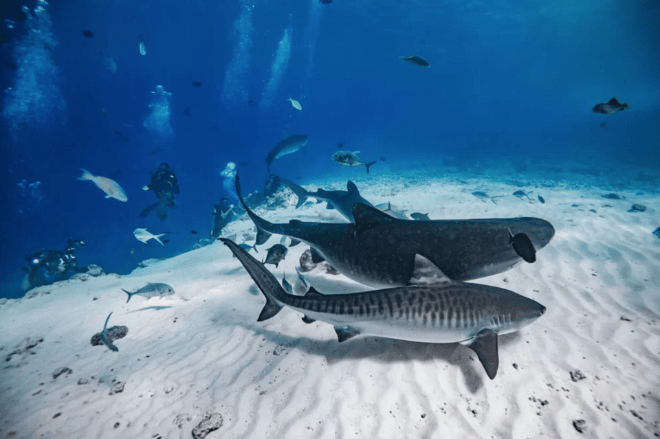 Two tiger sharks swimming side by side in the clear waters of Fuvahmulah, showcasing their distinct stripes and formidable size