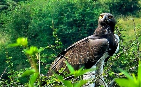 Bird-Watching Nairobi Park Tour