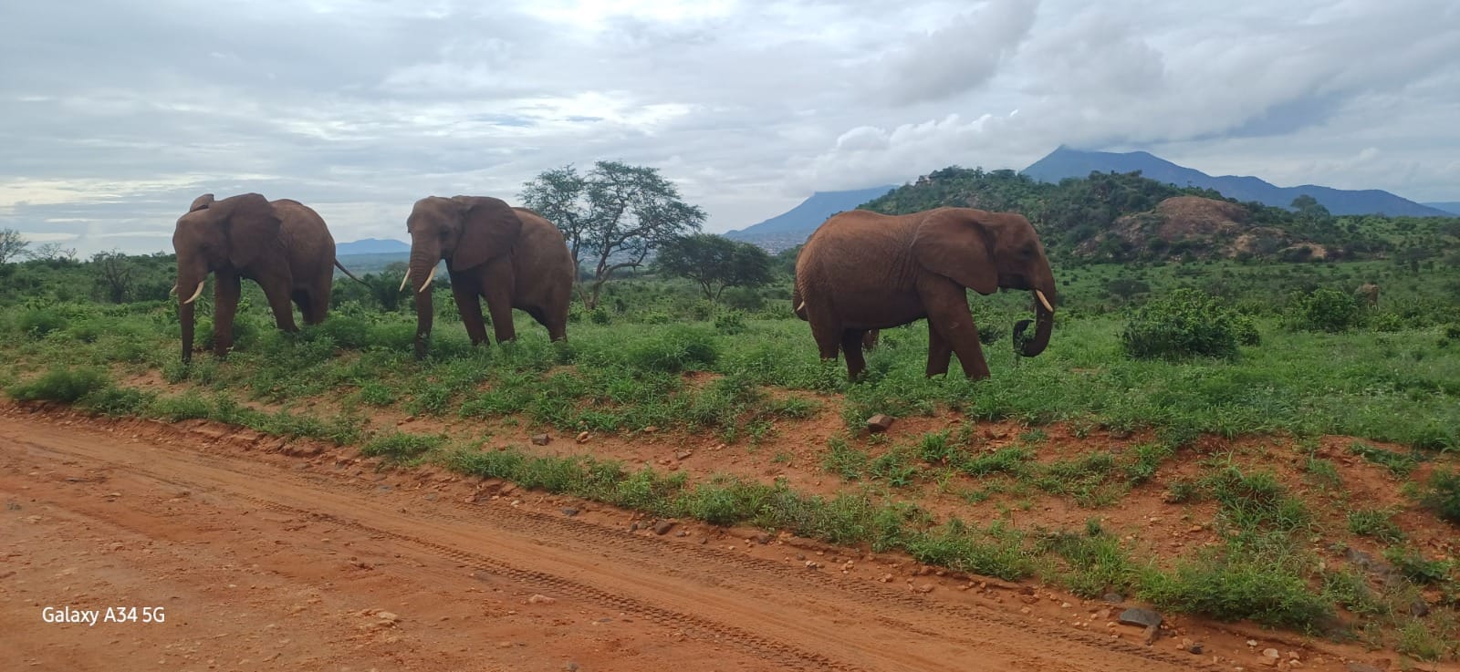 salt-lick -lodge-Tsavo-Park -red-elephants