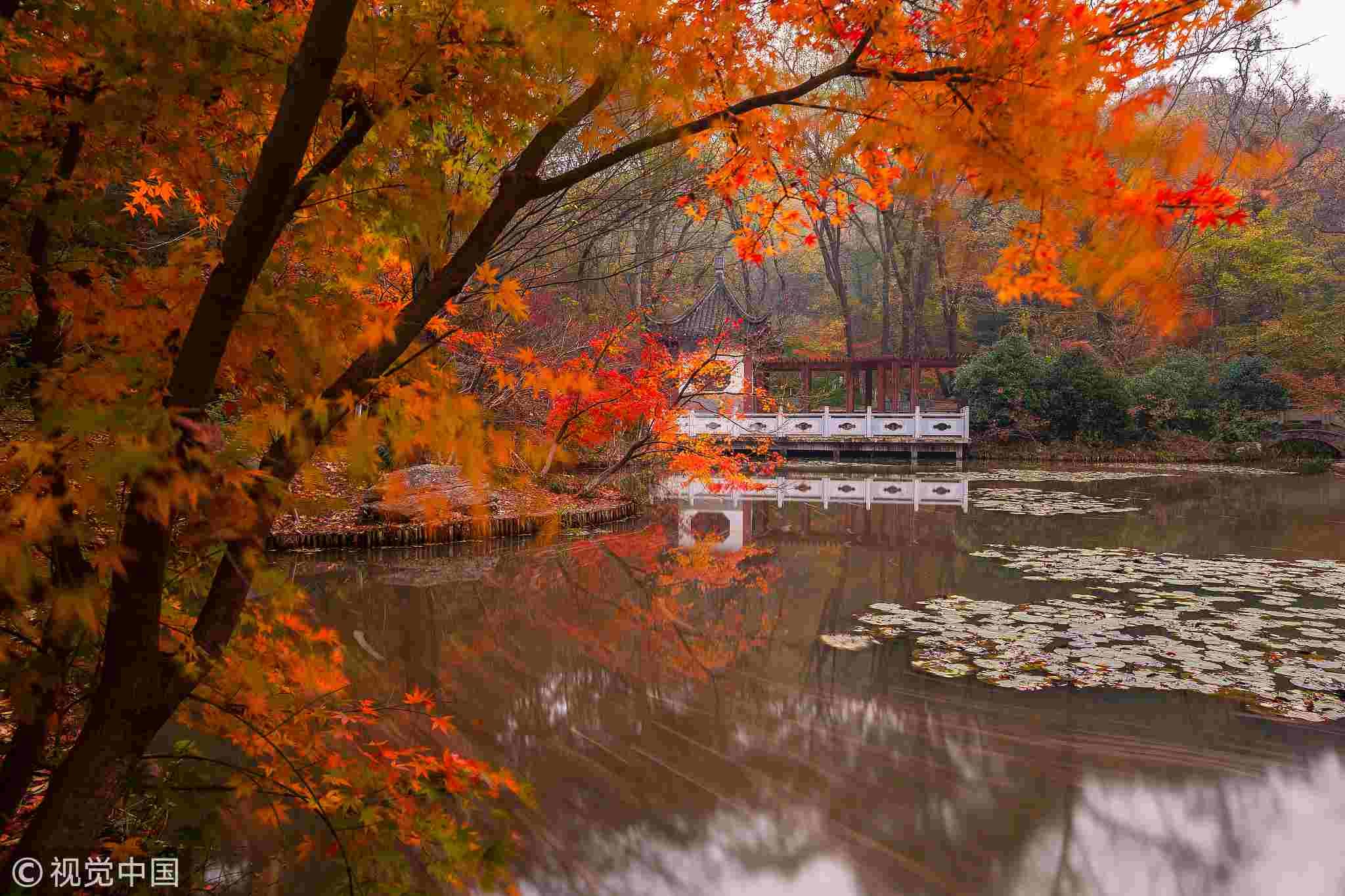 Nanjing's Autumn Blaze: A Tale of Two Gardens at Zhongshan Botanical Garden