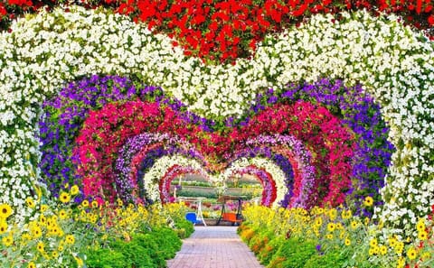 Explore the Dubai Miracle Garden: The World's Largest Flower Garden