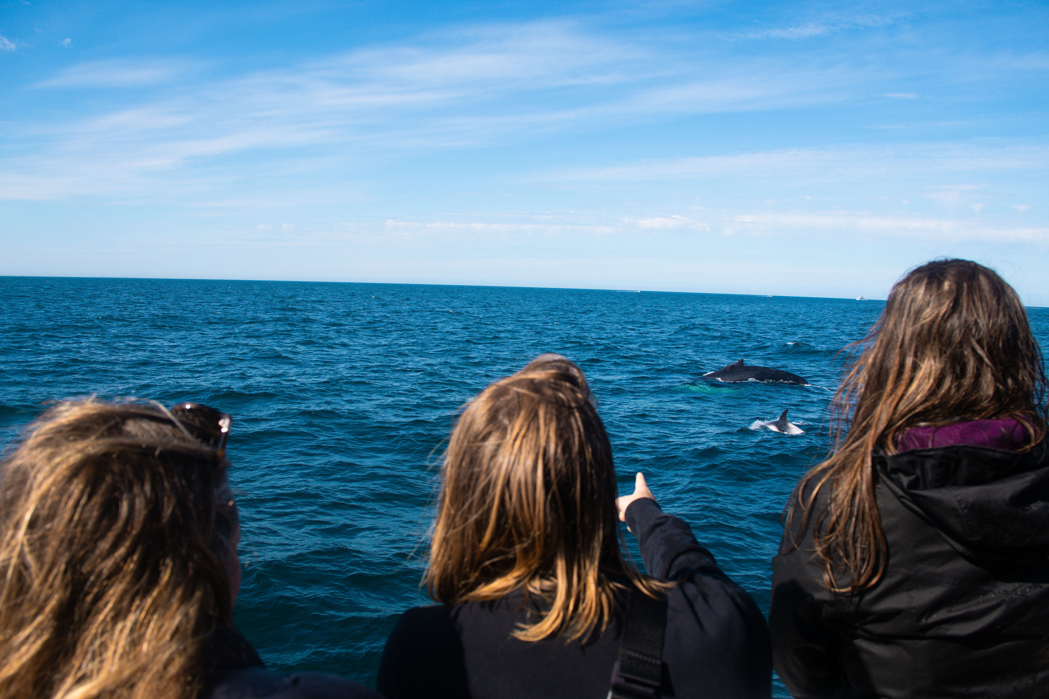 Travelers watching whales from a boat during a Reykjavík tour