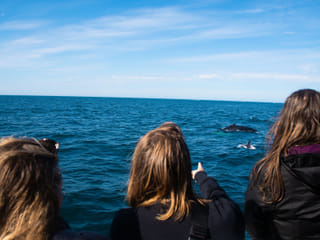 Travelers watching whales from a boat during a Reykjavík tour