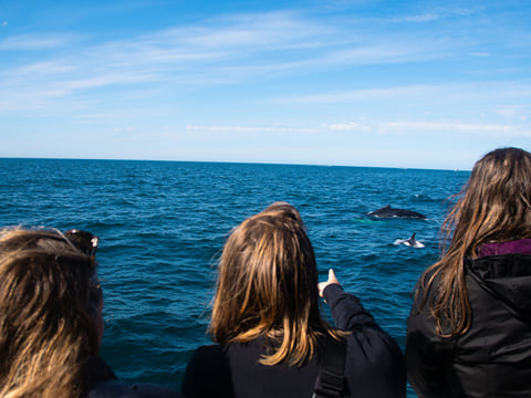 Travelers watching whales from a boat during a Reykjavík tour