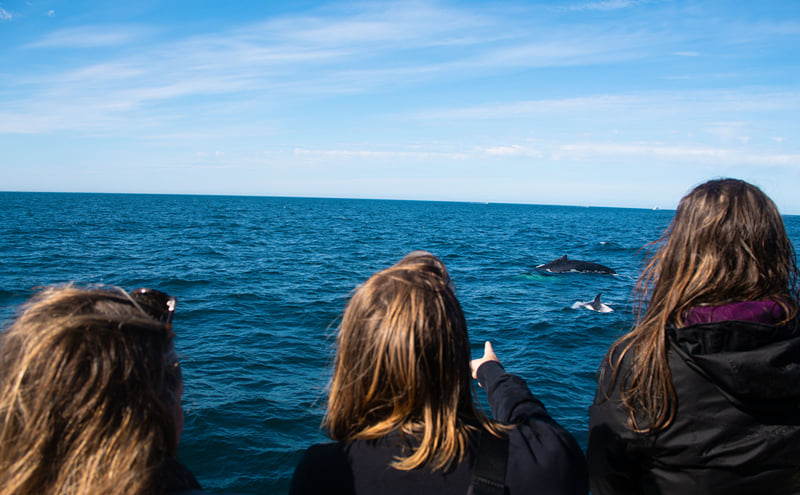 Reykjavik Evening Whale Watching Cruise in Arctic