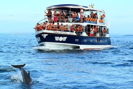 Whale Watching Adventure in Mirissa: Experience Nature’s Giants