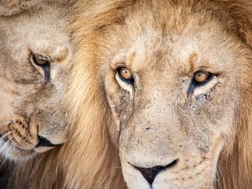 Full Day Big 5 Safari at Aquila Game Reserve from Cape Town