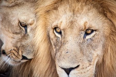 Cape Town Full-Day Big 5 Safari Aquila and Lunch