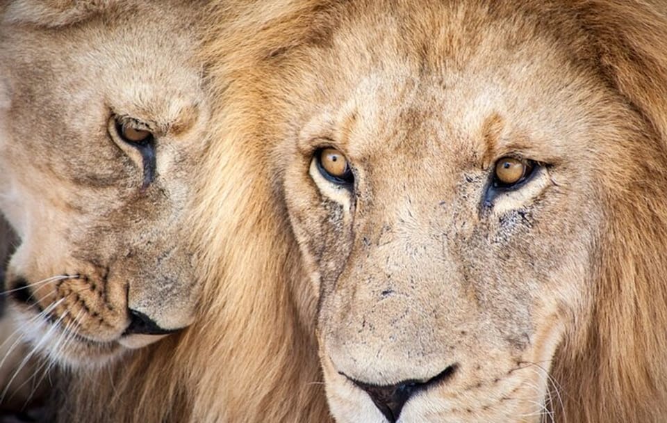 Big 5 Aquila Game Reserve Safari Full Day Tour and Lunch