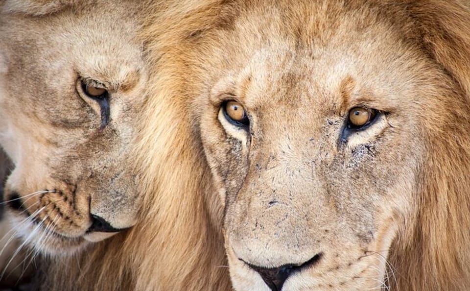 Full Day Big 5 Safari at Aquila Game Reserve from Cape Town