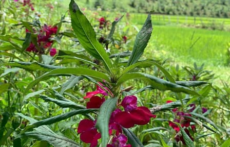 Care Pride Elephants: Full-Day Tour Experience