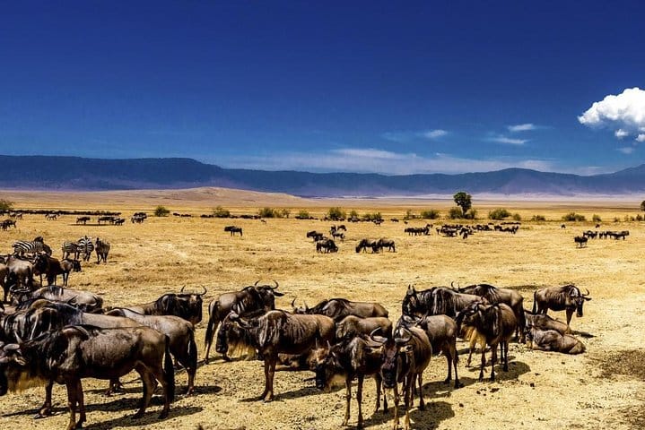 Migrating masses on the move