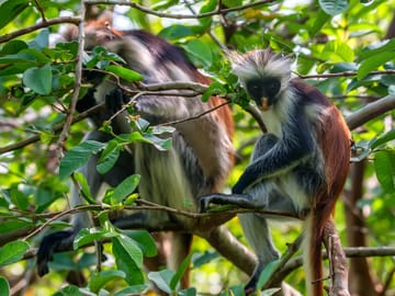 Discover Zanzibar Island’s Living Wonders – Nature, Wildlife & Adventure