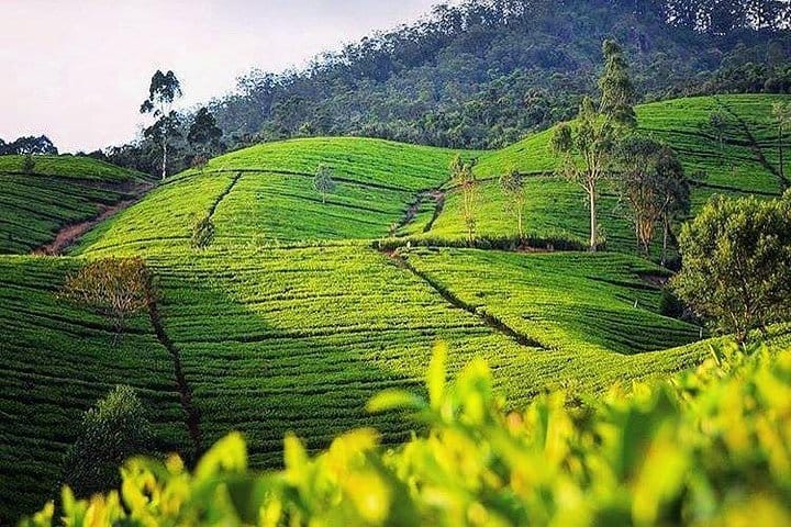 Highlights Of Sri Lanka – 4 Days