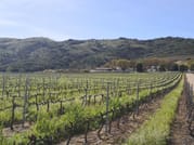 Cape Town Based Private Full Day Tour to the Stellenbosch Wine Region 2