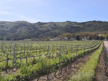 Private Full Day Tour of Stellenbosch Wine Region from Cape Town