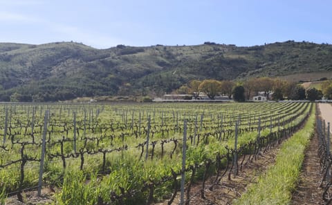 Private Full Day Tour of Stellenbosch Wine Region from Cape Town