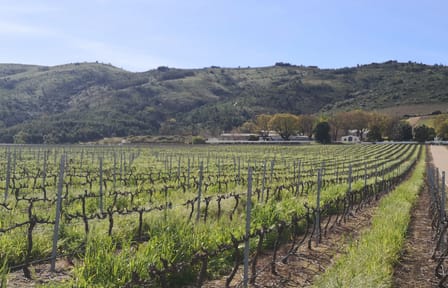 Private Full Day Tour of Stellenbosch Wine Region from Cape Town