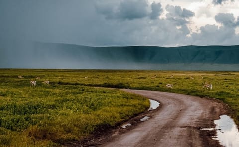 From Arusha: Ngorongoro Crater Day Tour