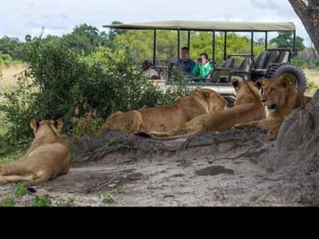 Chobe Big Five Day Safari from Victoria Falls: Game Drive & River Cruise