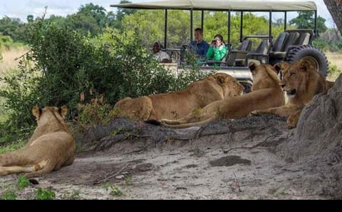 Chobe Big Five Day Safari from Victoria Falls: Game Drive & River Cruise