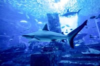 Diving with Sharks certified 3