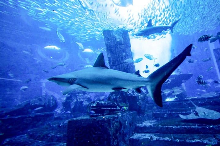 Diving with Sharks certified 3