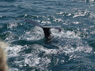 Whale watching - Downtown Reykjavík, photo 15