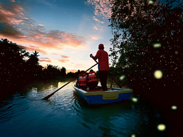 Fireflies and Blue Tears Nature Tour in Kuala Selangor