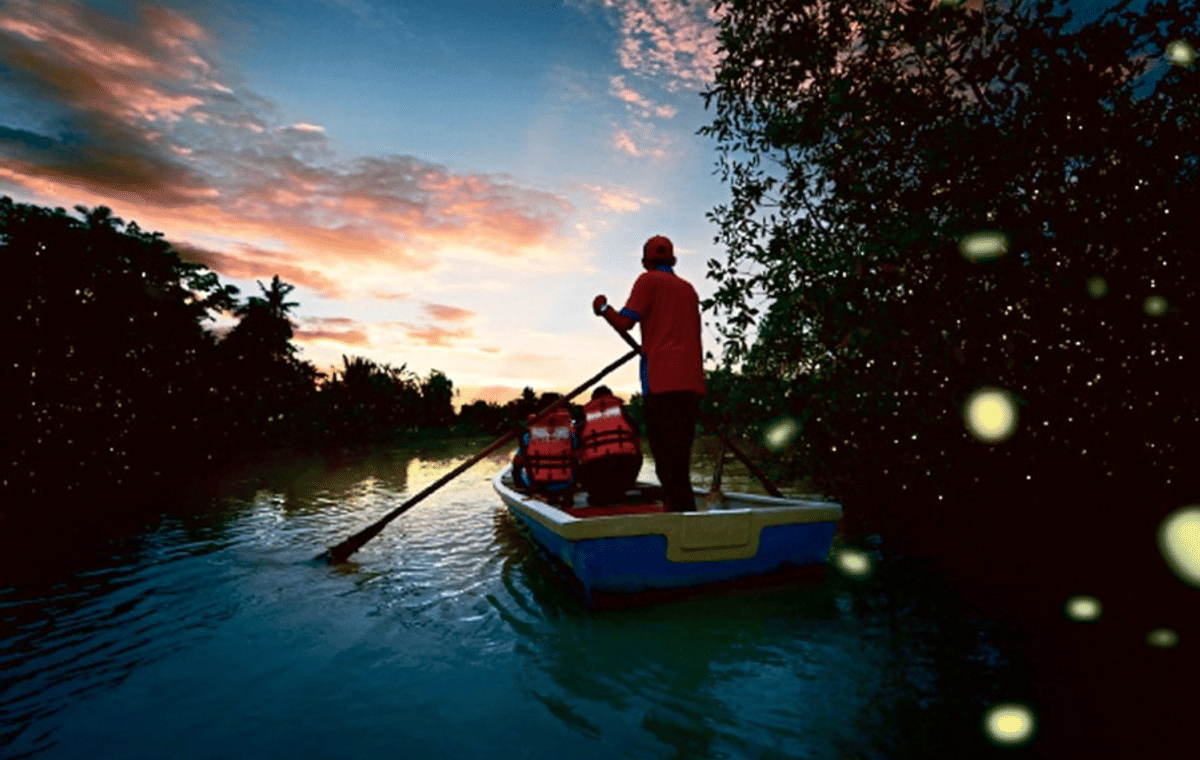 Fireflies and Blue Tears Nature Tour in Kuala Selangor