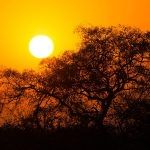 Golden sunset over the savanna, a breathtaking end to an afternoon safari.