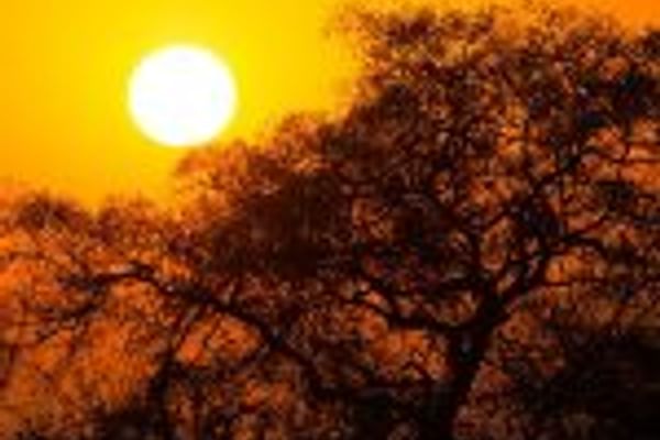 Golden sunset over the savanna, a breathtaking end to an afternoon safari.