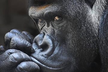 8-Day Private Uganda Safari Tour