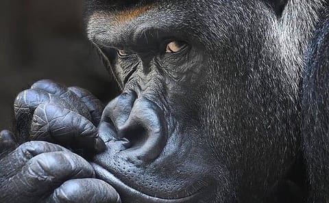 8-Day Private Safari Tour in Kampala, Mbarara, and Mubende