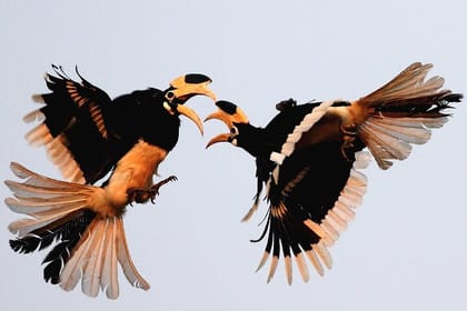 Goa to Anshi National Park, Extension to Wildlife Safari Tour