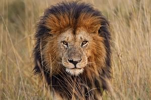 Lion Safari Park Johannesburg Tour
