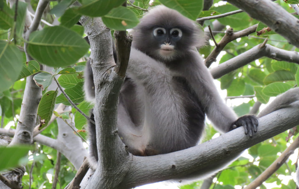 Explore Sam Roi Yod National Park and Praya Nakhon Cave